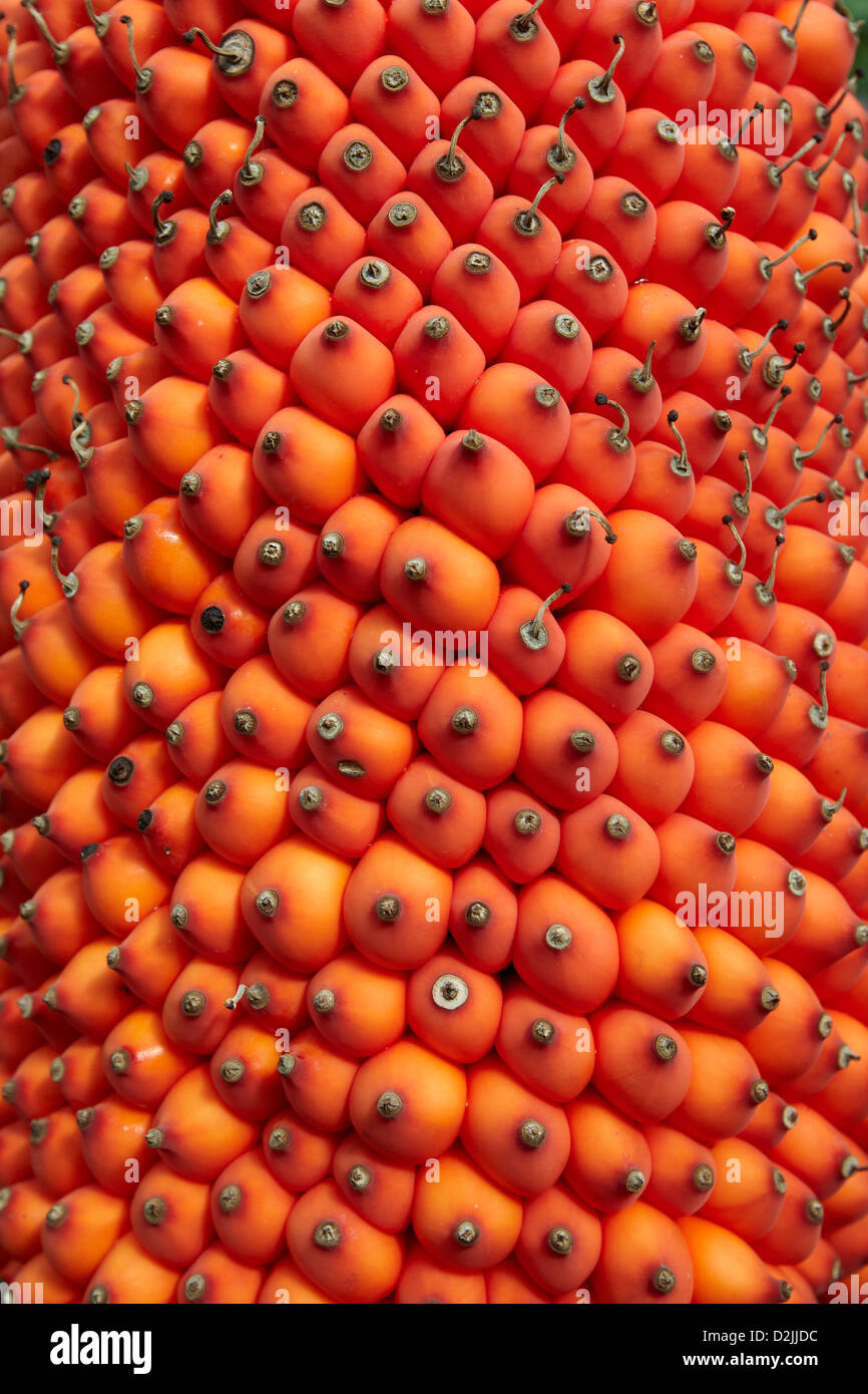 Titan arum fruit or the big stink, Amorphophallus titanium, the biggest