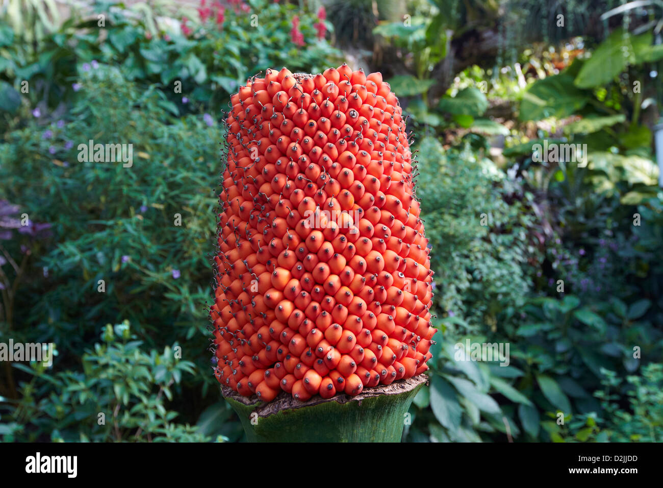 Titan arum fruit or the big stink, Amorphophallus titanium, the biggest