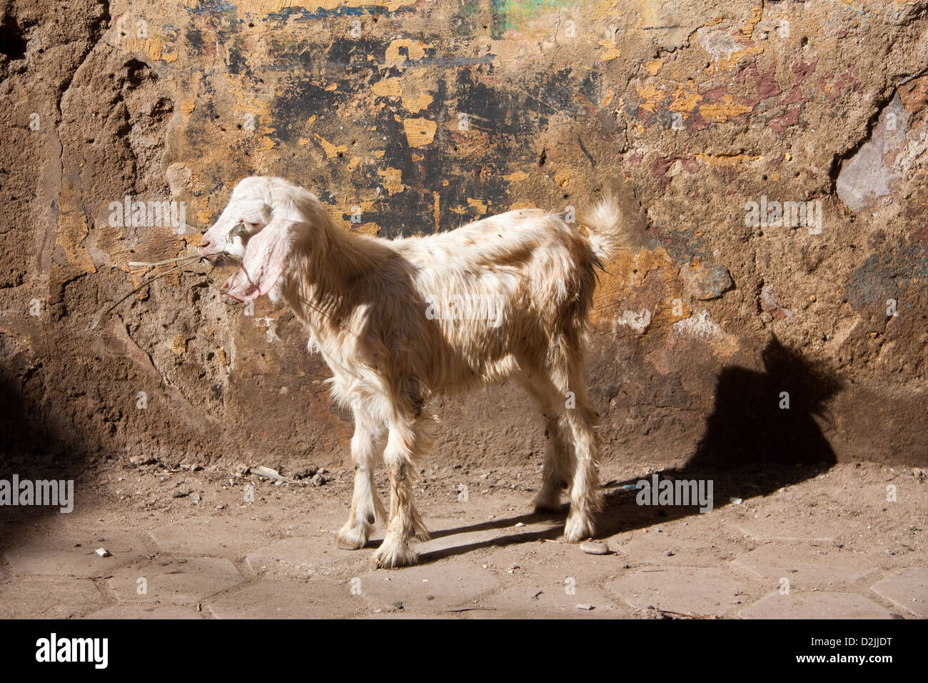 Cairo, Egypt, goat in the street Stock Photo Alamy