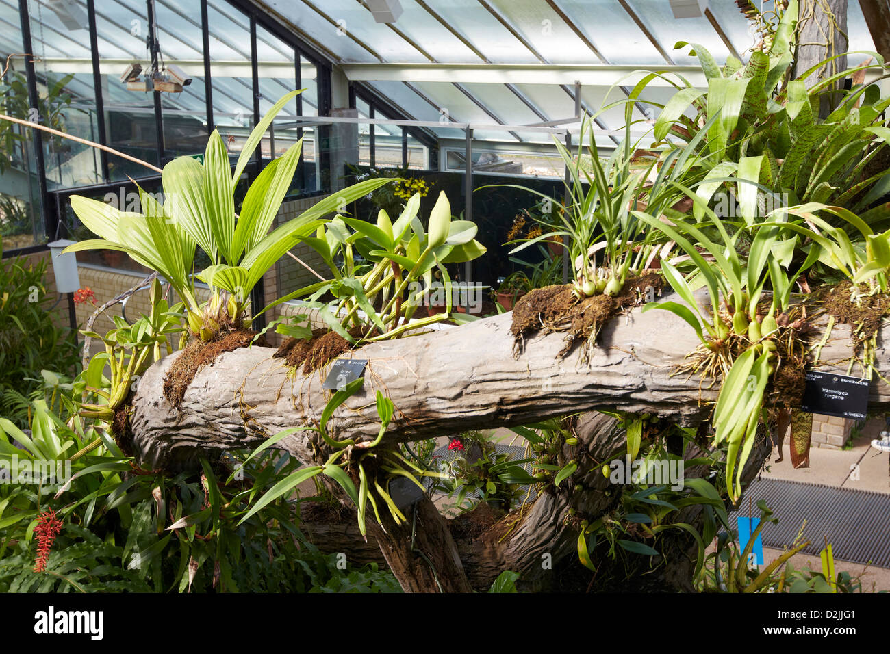 Bromeliads in the Princess of Wales Conservatory, Kew Gardens, London, UK Stock Photo