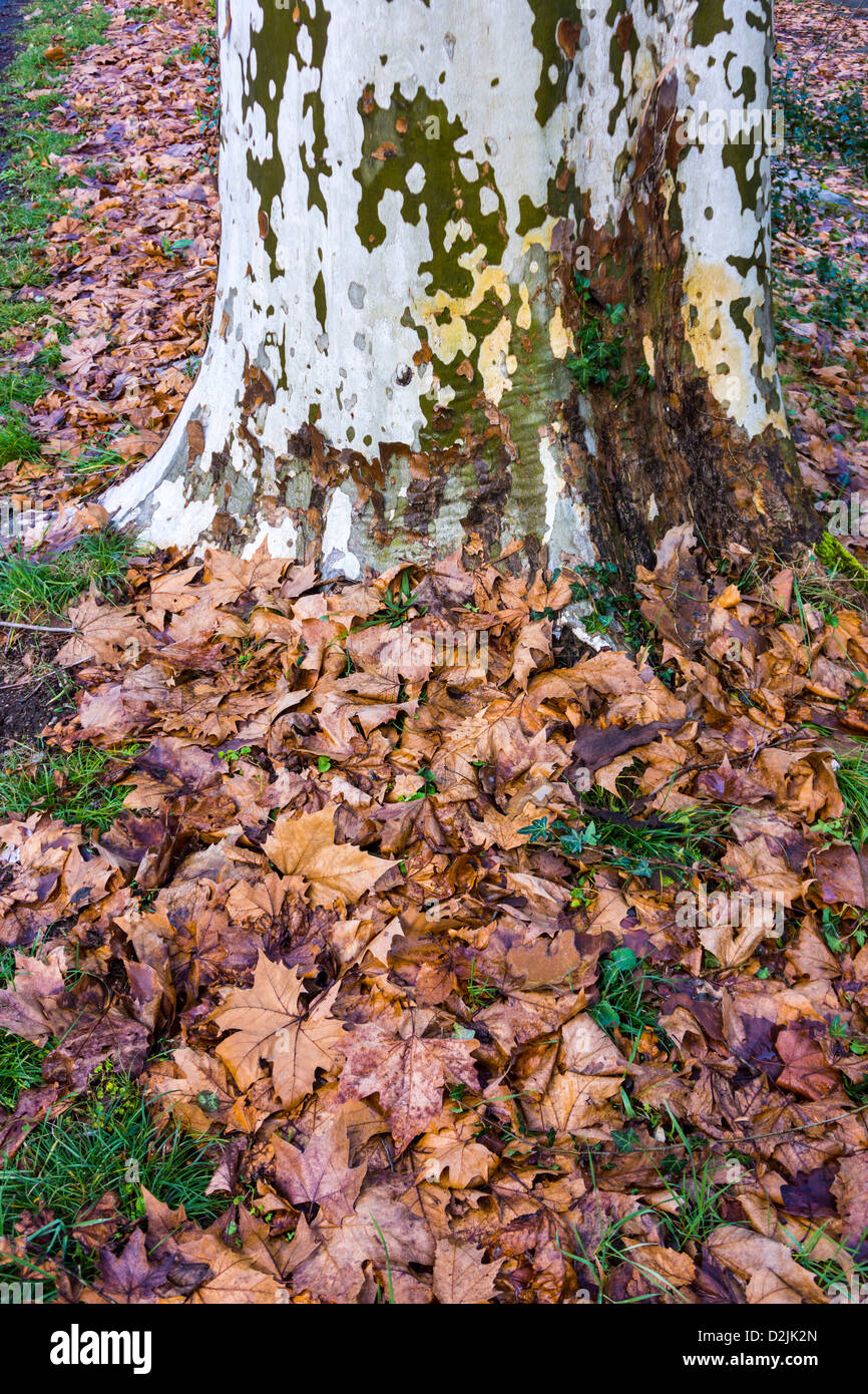 Brown autumn leaves around trunk of plane tree Stock Photo