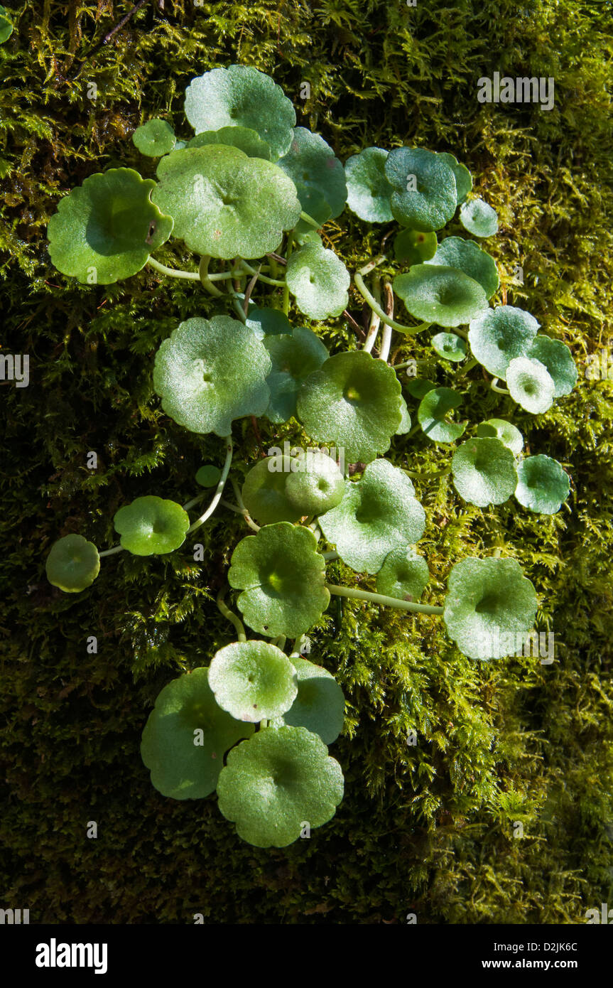 Umbilicus rupestris (Navelwort) growing on a moss-covered stone wall Stock Photo