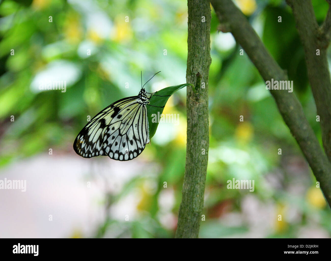 Butterfly wing patterns hi-res stock photography and images - Alamy