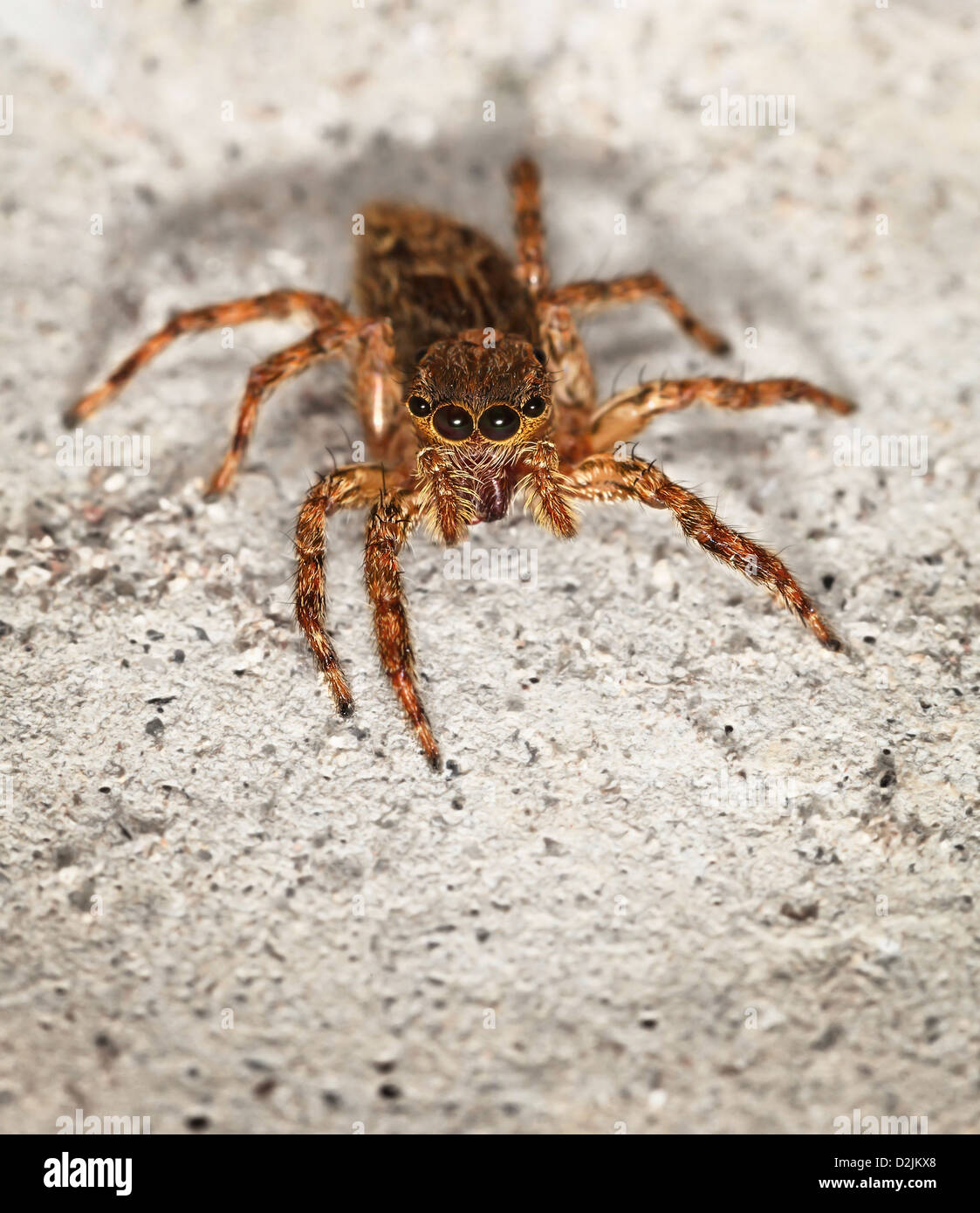 Close up of small brown spider on grey stone wall - Salticidae Stock Photo