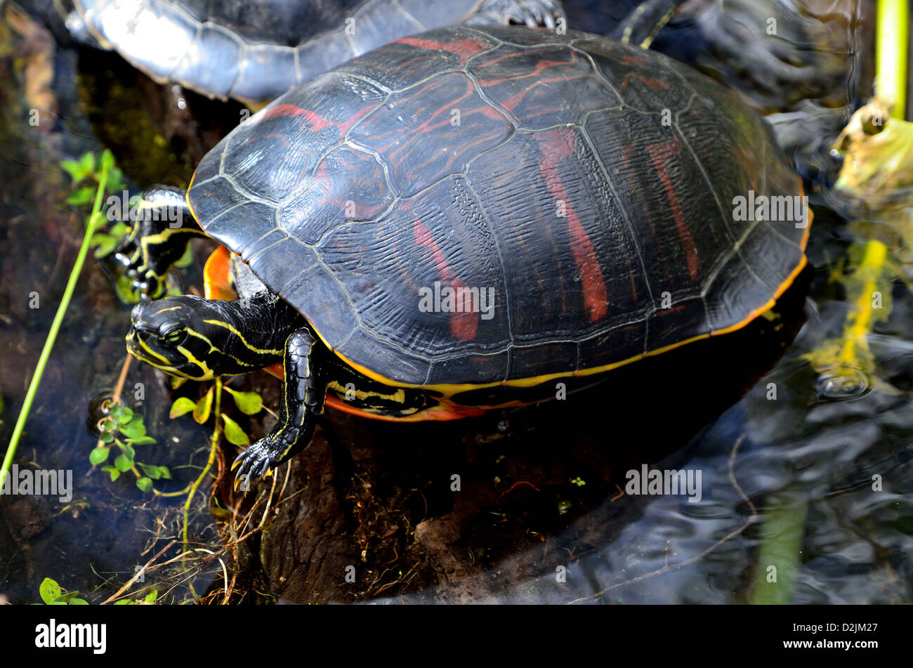 A Florida redbilled turtle in a pond. The Everglades National Park