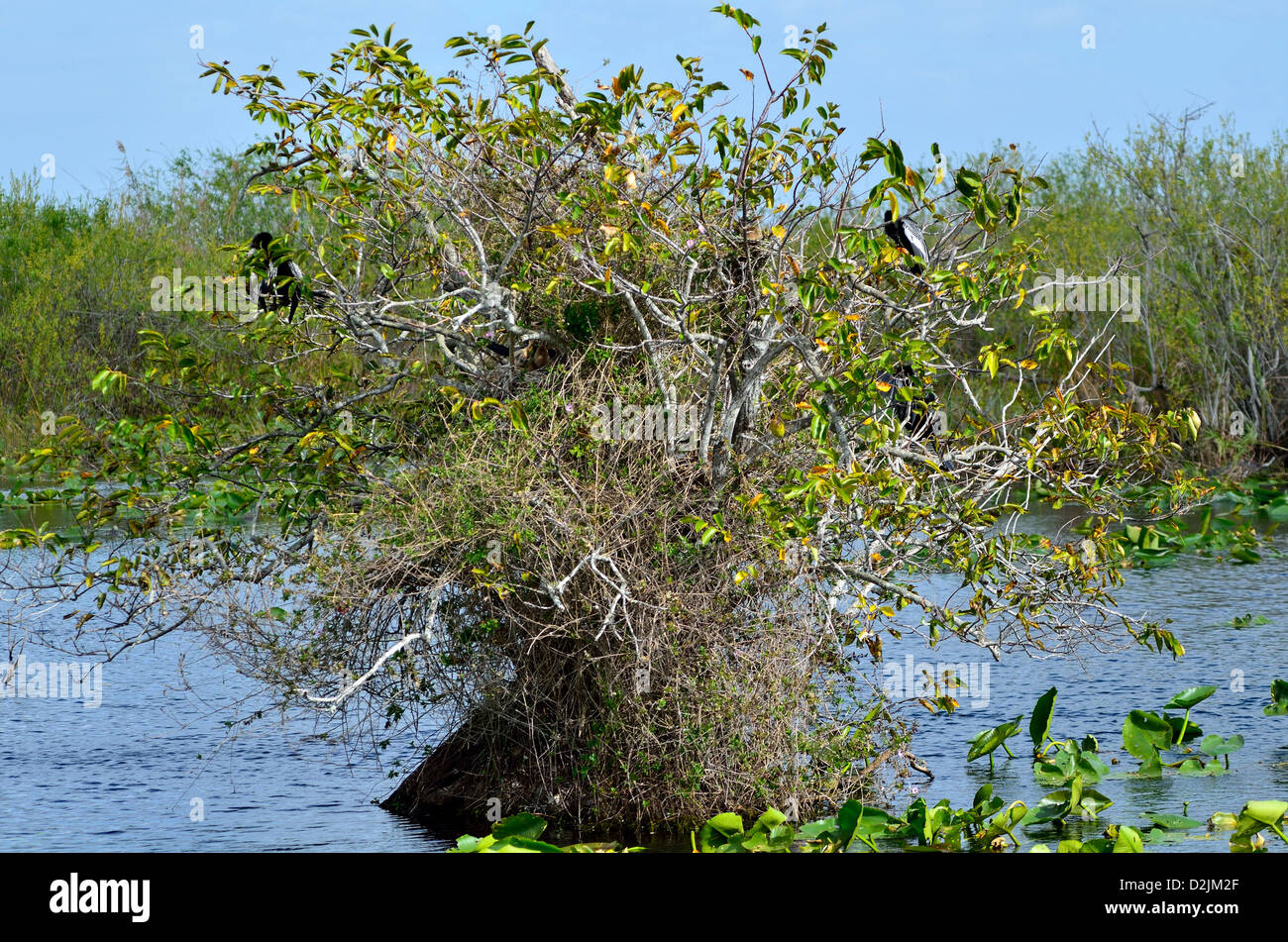 Wild water birds rest on a tree. The Everglades National Park, Florida, USA. Stock Photo