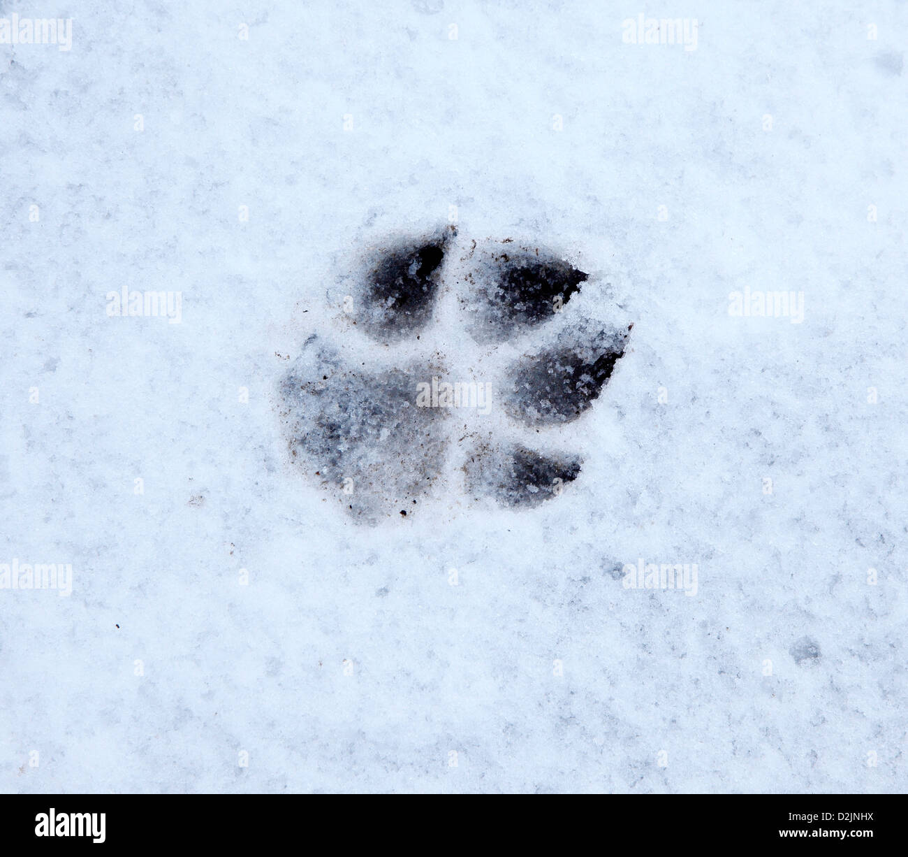 Dog Paw Print In Snow High Resolution Stock Photography and Images Alamy