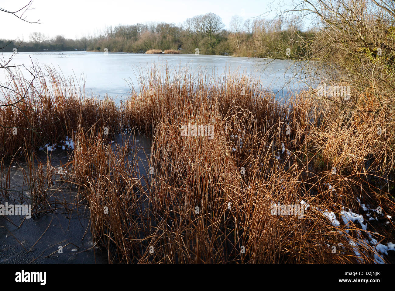 Reed bed at edge of lake in winter sun Milton Cambridgeshire Stock Photo