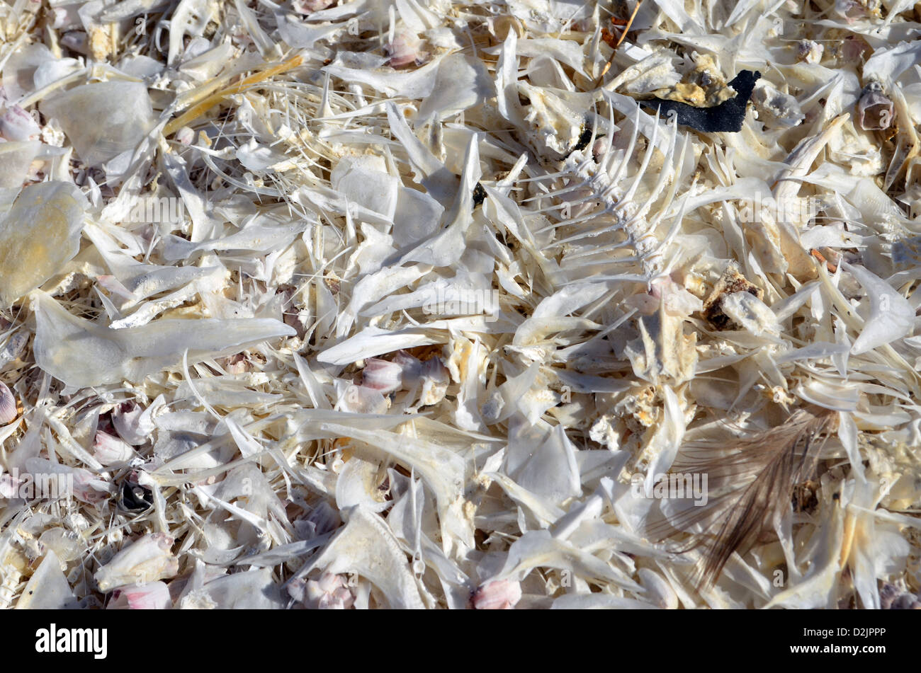 Fish bones on the coast of the Salton Sea, California Stock Photo Alamy Fish bones on the coast of the Salton Sea, California Stock Photo Alamy