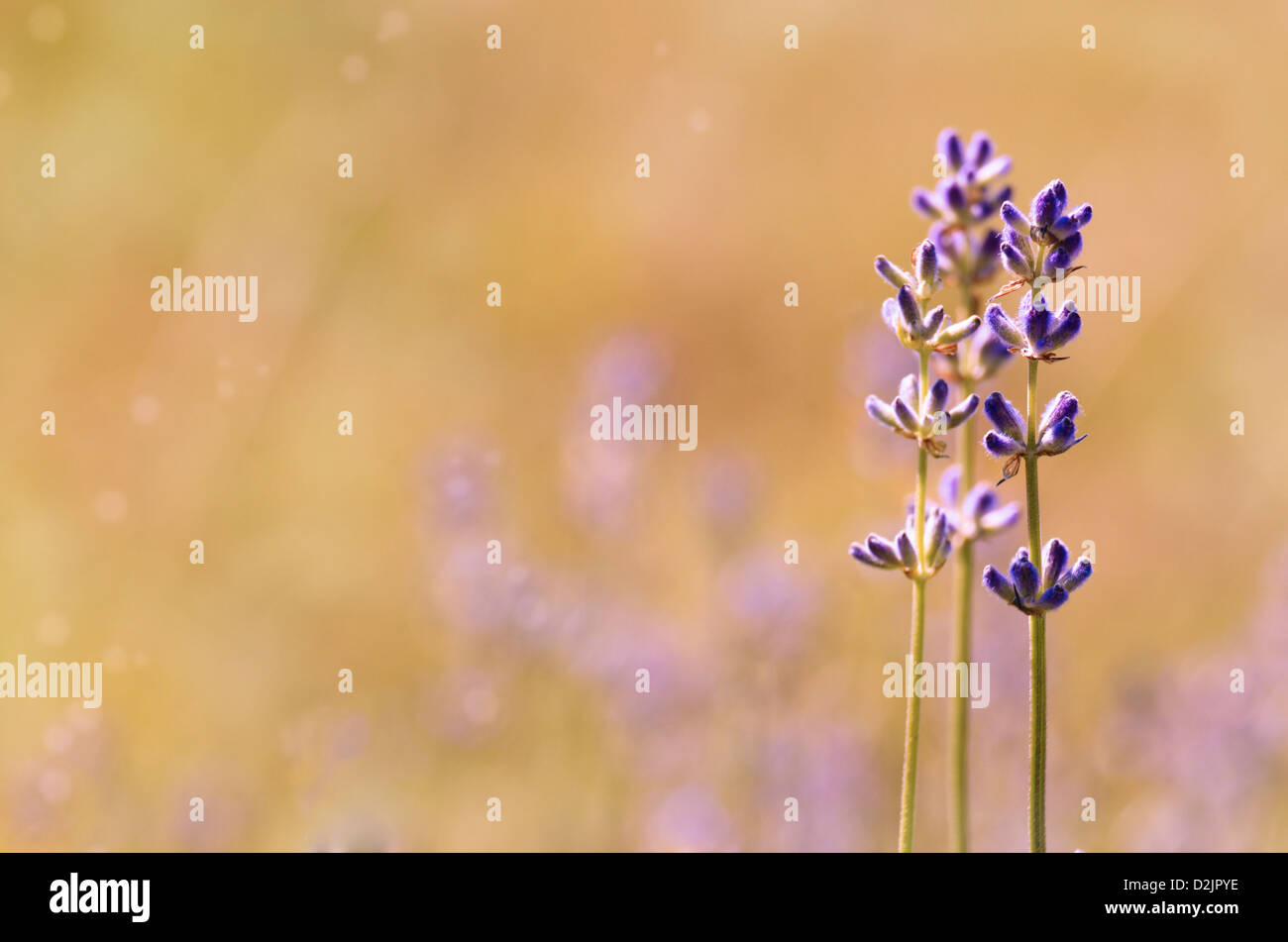 Lavender flowers bloom summer time with copyspace Stock Photo Alamy