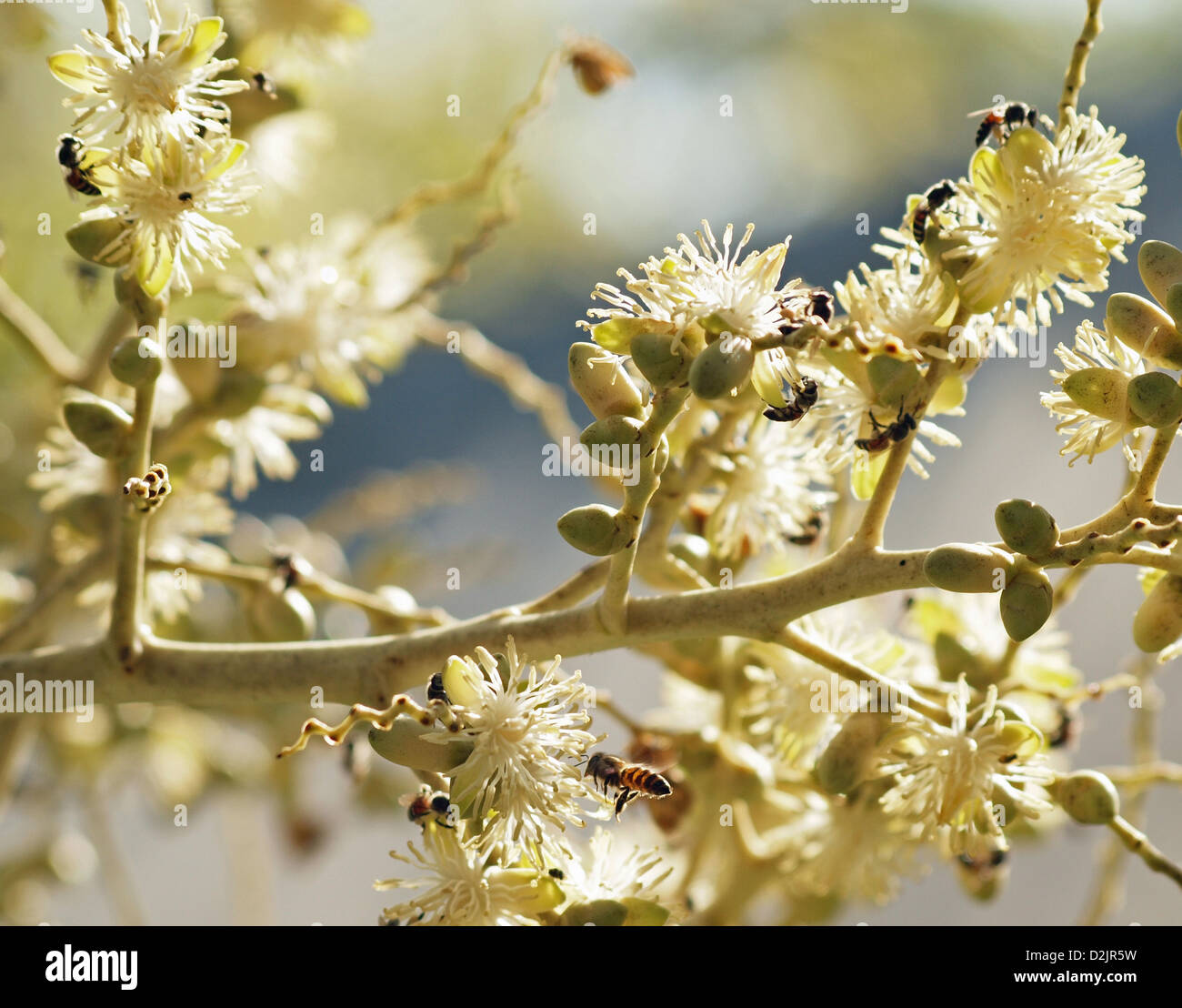 Social bees collecting nectar from palm flowers Negombo Sri Lanka Stock