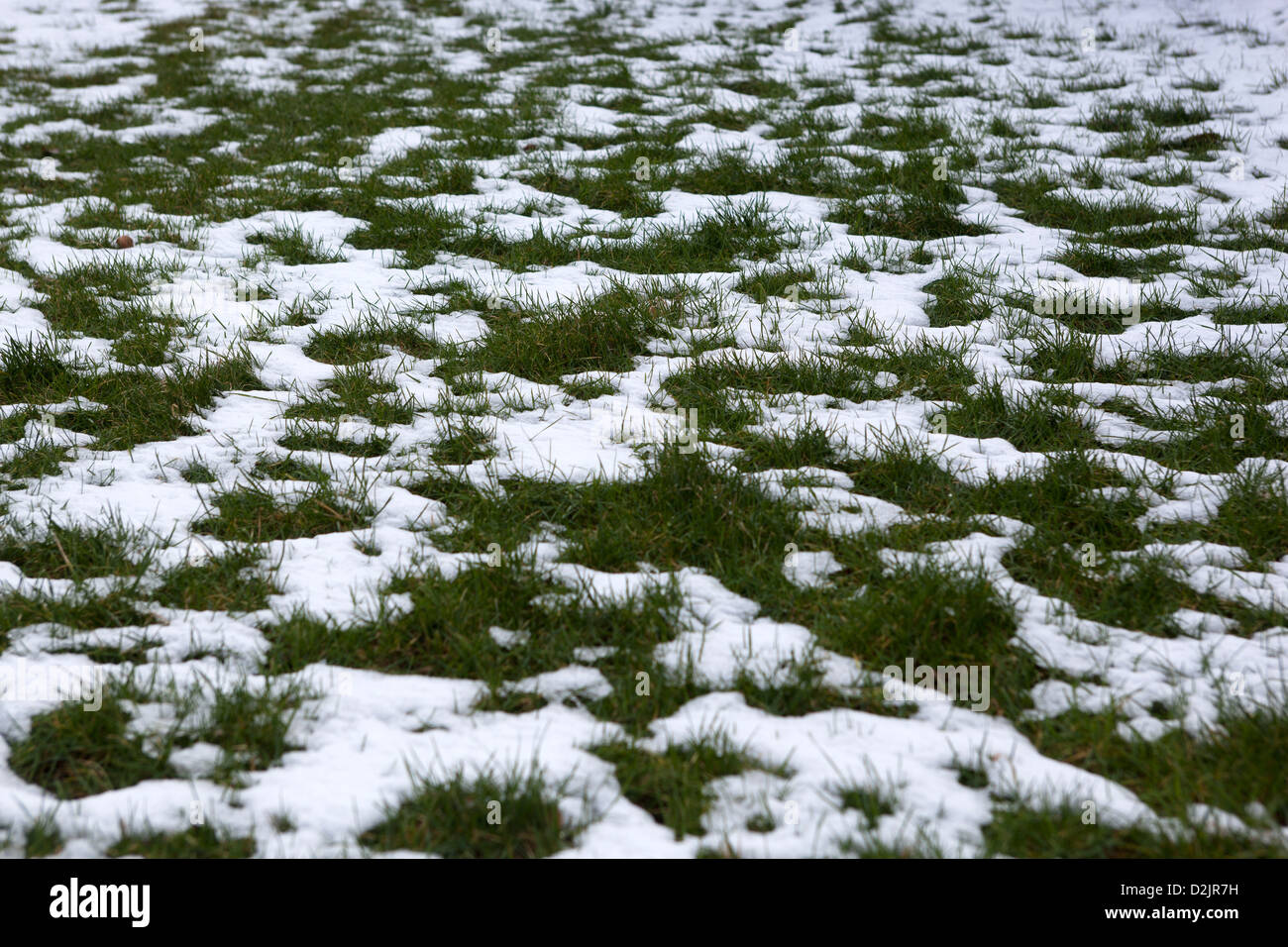 Grass covered with melting snow Stock Photo Alamy