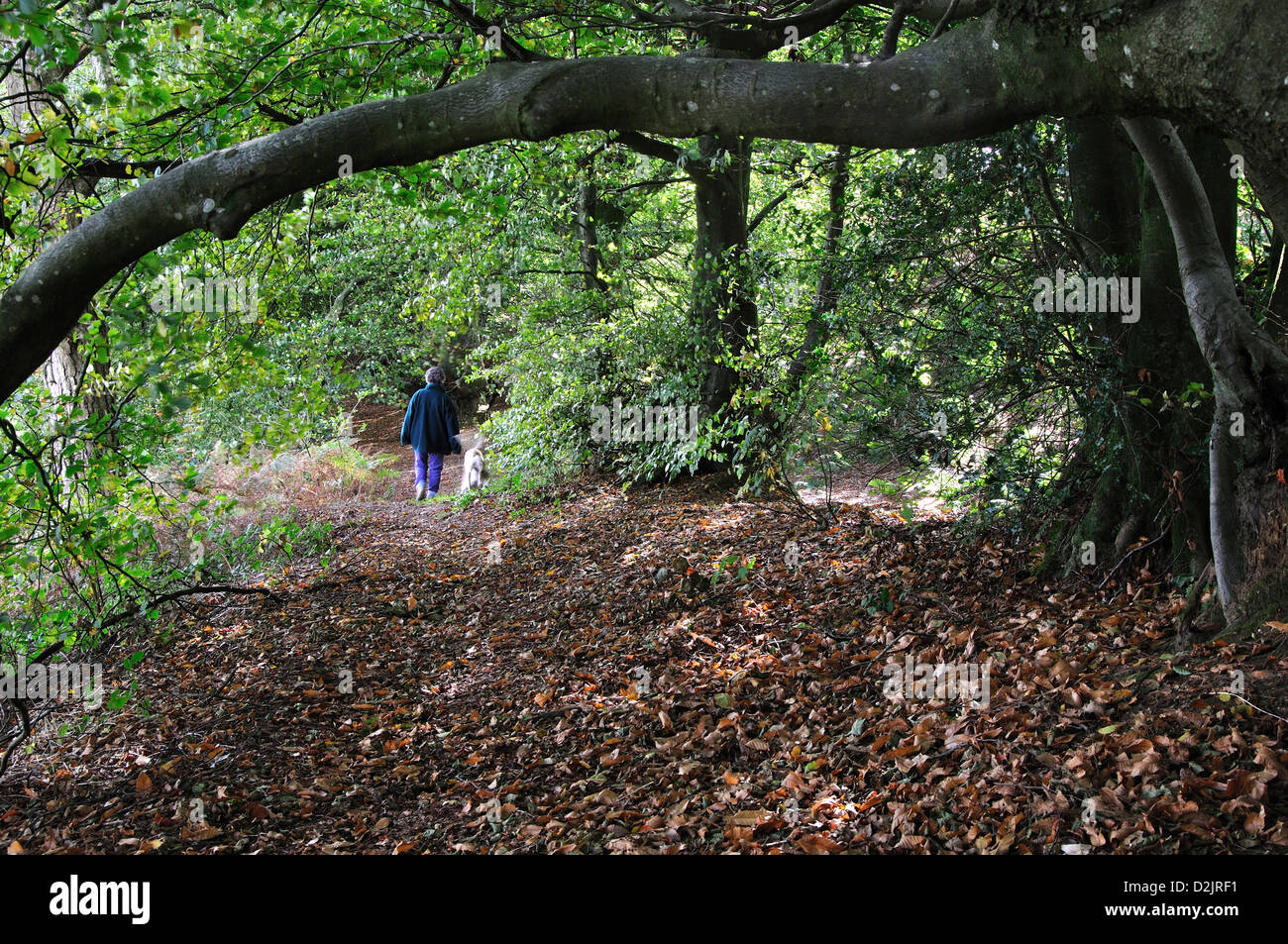 A view of Coney's Castle Dorset with a walker Stock Photo