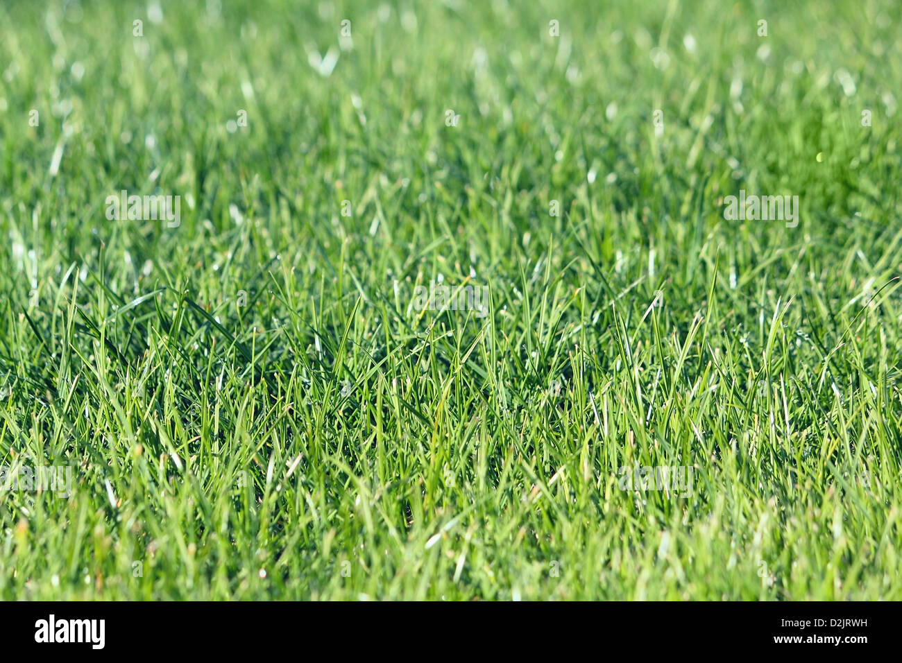 Macro photo of a green grass with a water drops Stock Photo - Alamy