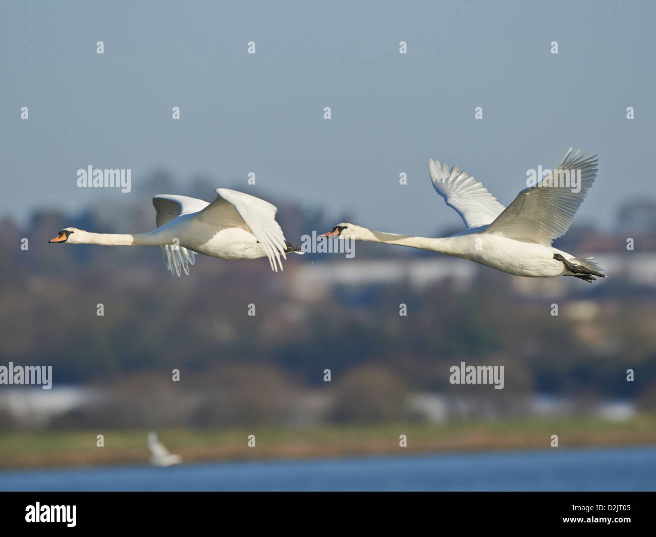 Mute Swan in flight Stock Photo Alamy
