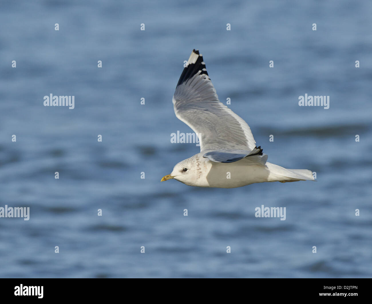 Common Gull in flight Stock Photo Alamy