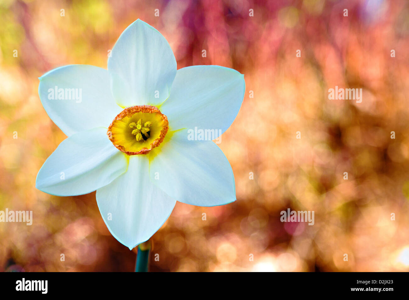 White daffodil with yellow center against spring-like pastel bokeh background Stock Photo