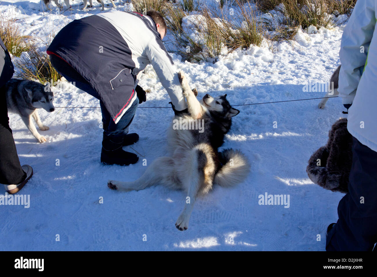 Aviemore, UK. 26th Jan, 2013. A Siberian husky shows its soft side at the 30th Annual Aviemore Sled Dog Rally in Glenmore Forest Park. This is the biggest British sled dog racing event of the year and husky enthusiasts have gathered to watch and take part. Stock Photo