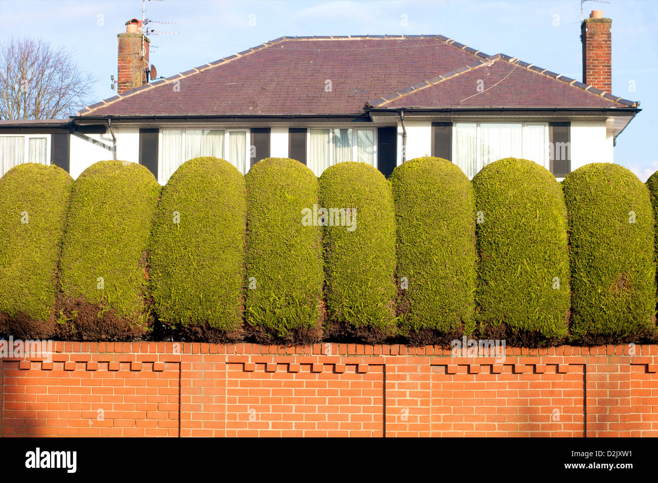 Manicured hedge in front of detached house Stock Photo
