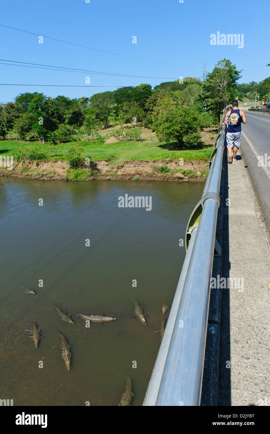 Crocodile Costa Rica Bridge American crocodiles (Crocodylus acutus) seen from a bridge over the Tarcoles river. Route 34, Puntarenas Province. Costa Rica Stock Photo - Alamy