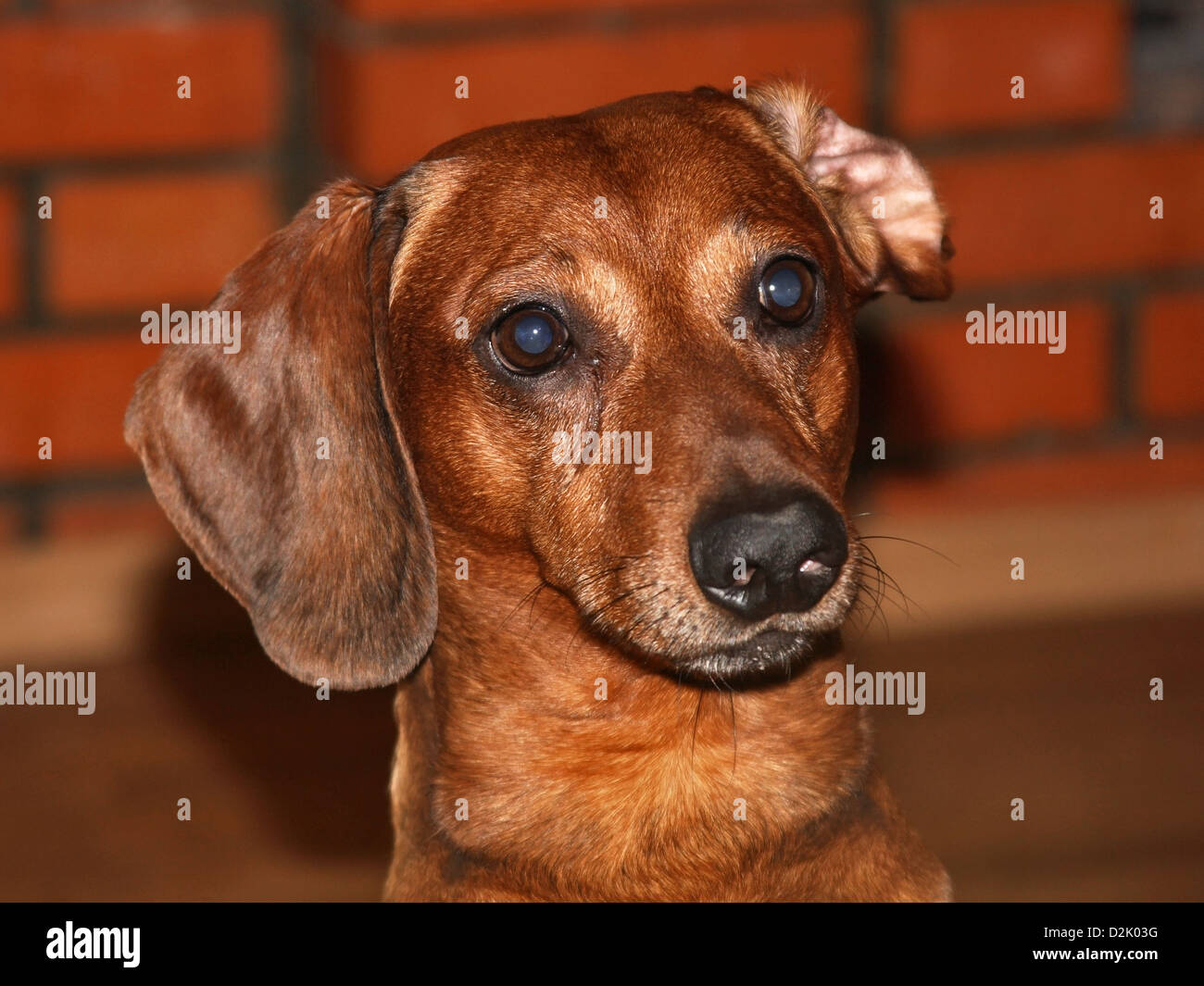 Dachshund in front of a brick background looking at the camera. Stock Photo
