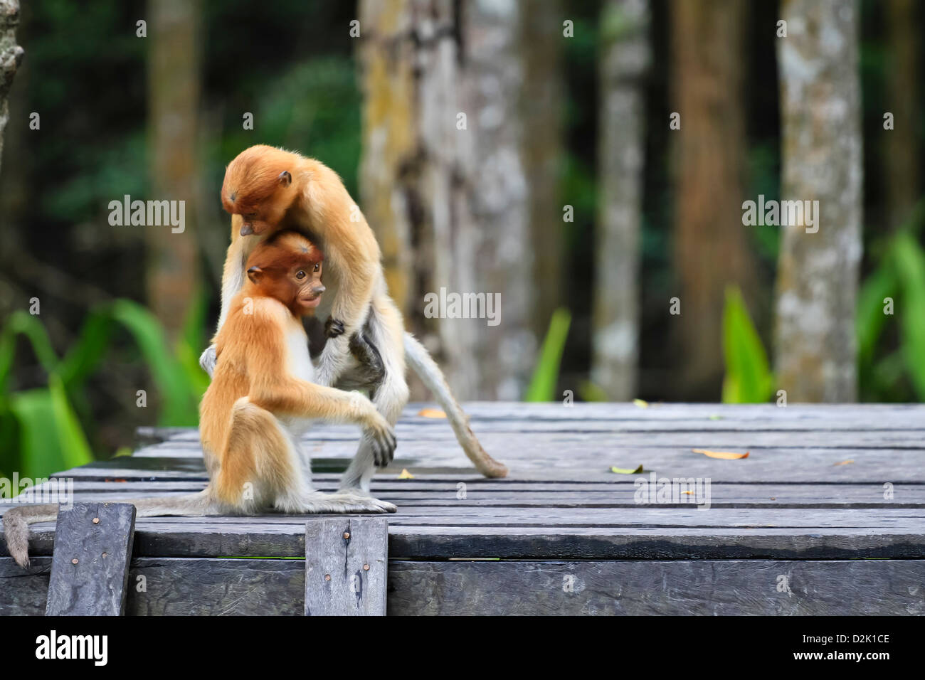 Two young proboscis monkeys are having fun, playing on a wooden ...
