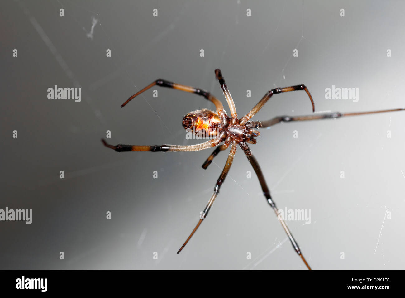 A venomous brown widow spider also called brown black widow spider showing the hour glass marking on abdomen Stock Photo