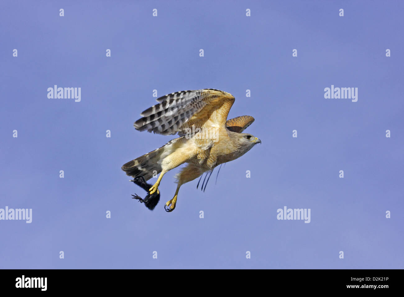 Red-shouldered Hawk (Buteo lineatus) flying with prey in its talons Stock Photo