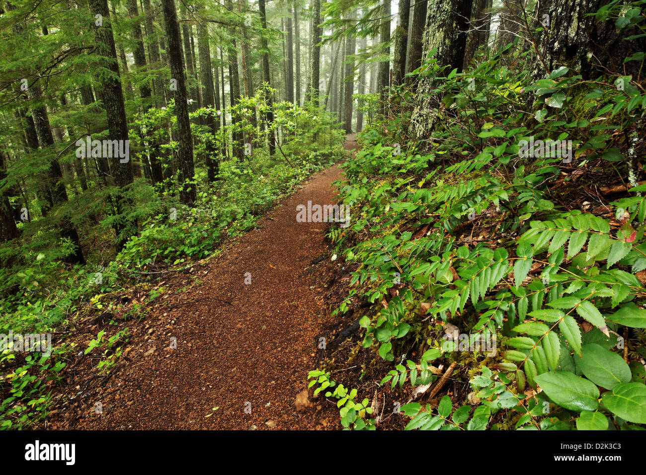 Mount Walker Trail through forest, Quilcene, Jefferson County