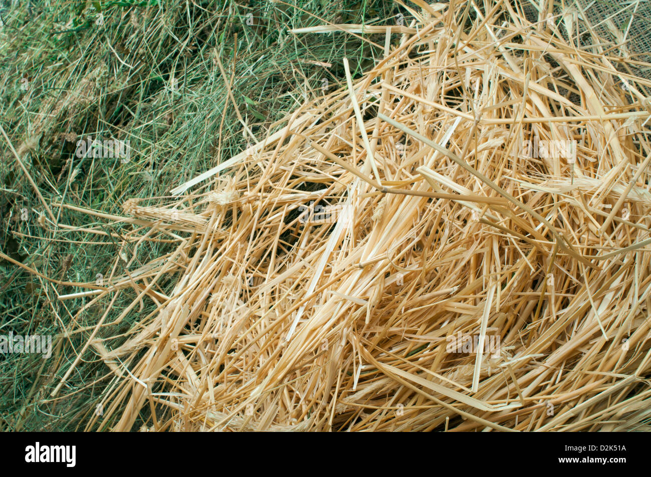 Straw and hay close up background. Studio shot . Stock Photo