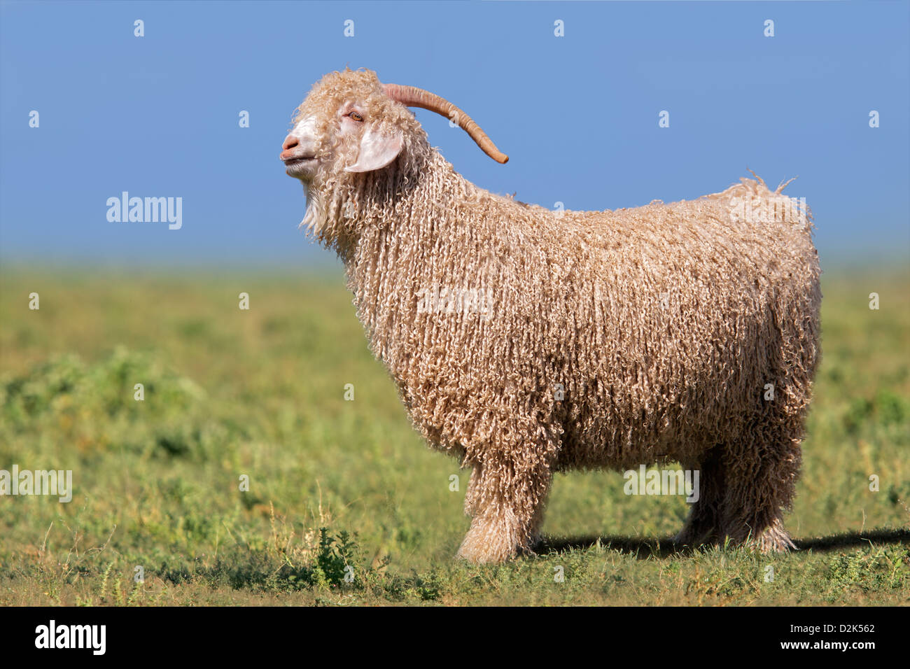 Angora goat standing in green pasture against a blue sky Stock Photo