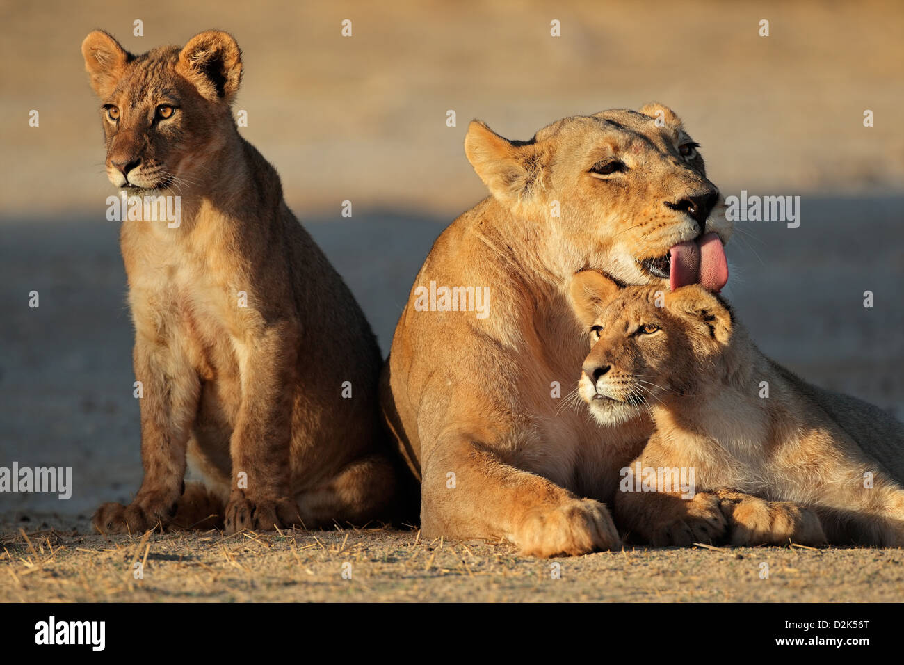 Lioness with cubs (Panthera leo) in early morning light, Kalahari desert, South Africa Stock Photo