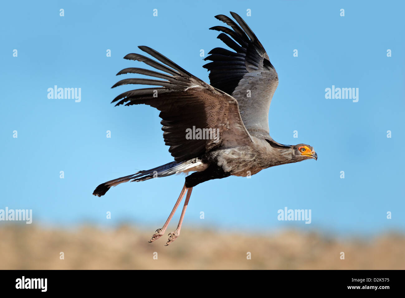 Secretary bird (Sagittarius serpentarius) in flight, Kalahari desert, South Africa Stock Photo