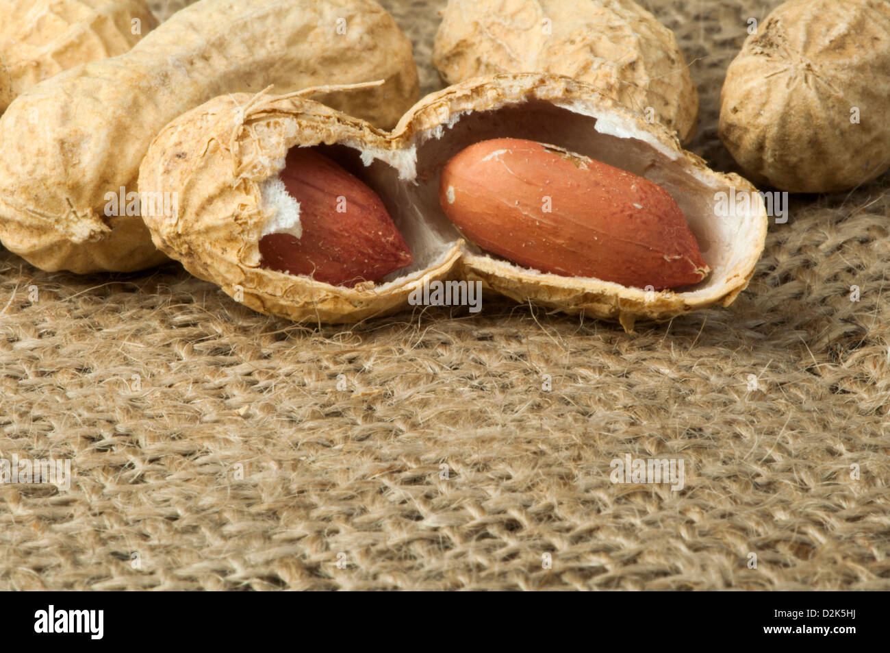 Closeup Peanuts on burlap.Raw peanuts in shells and shelled peanuts