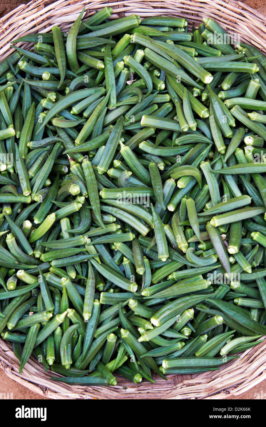Abelmoschus esculentus. Okra (Ladies fingers) vegetables in an indian basket Stock Photo