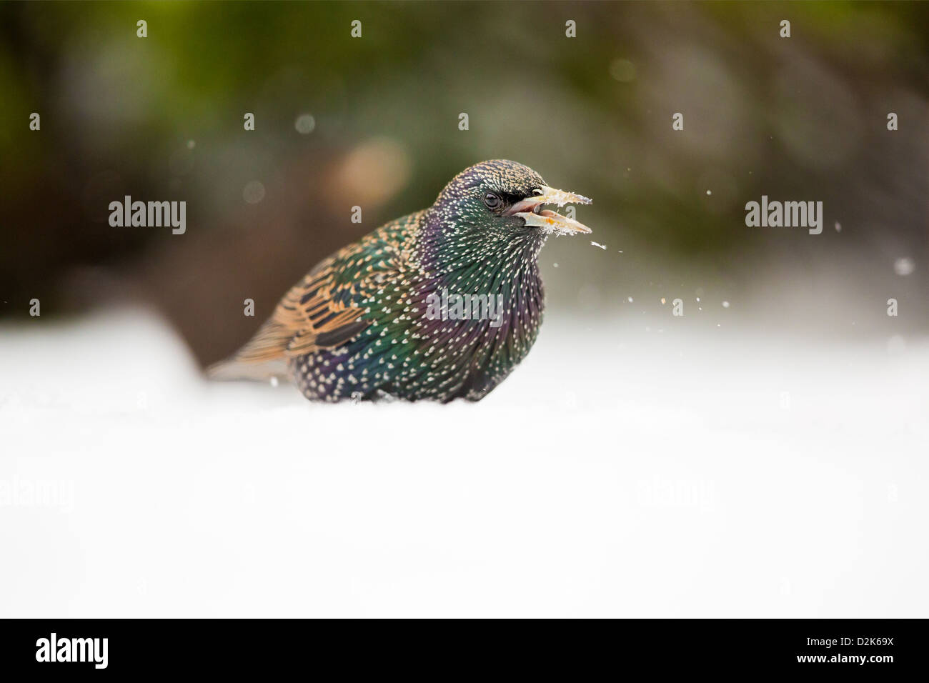 Common starling (sturnus vulgaris) singing in the snow Stock Photo