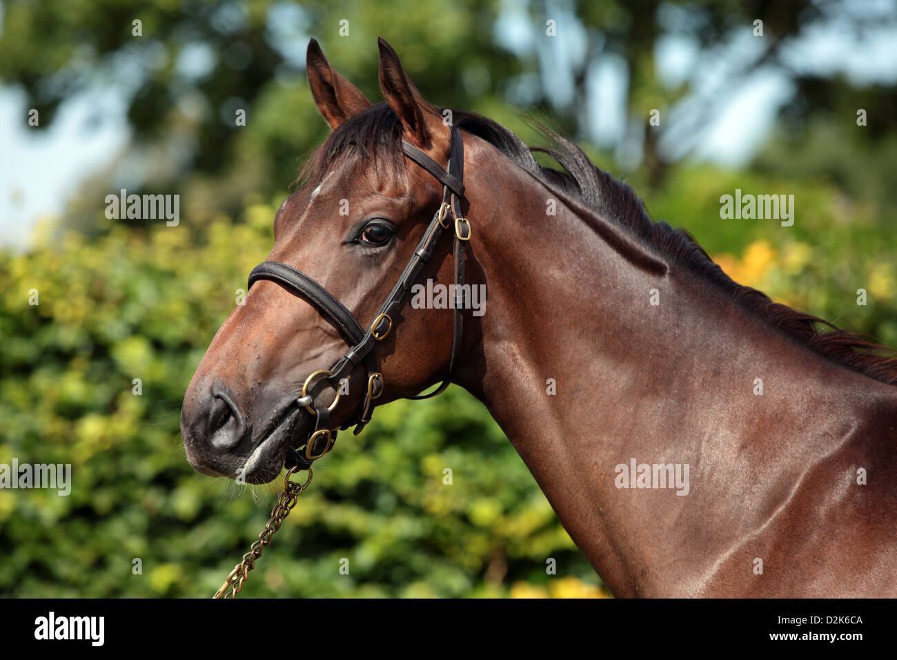 Görlsdorf, Germany, Thoroughbred horse portrait Stock Photo