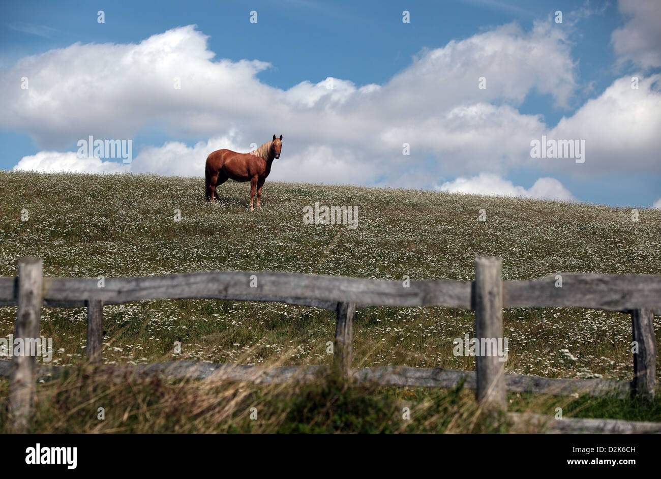 Görlsdorf, Germany, a horse standing on a blossoming meadow Stock Photo