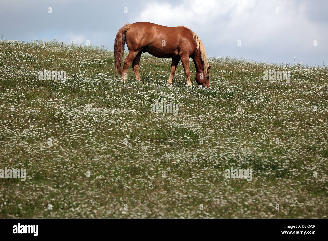 Görlsdorf, Germany, a horse grazing in a pasture flourishing Stock Photo