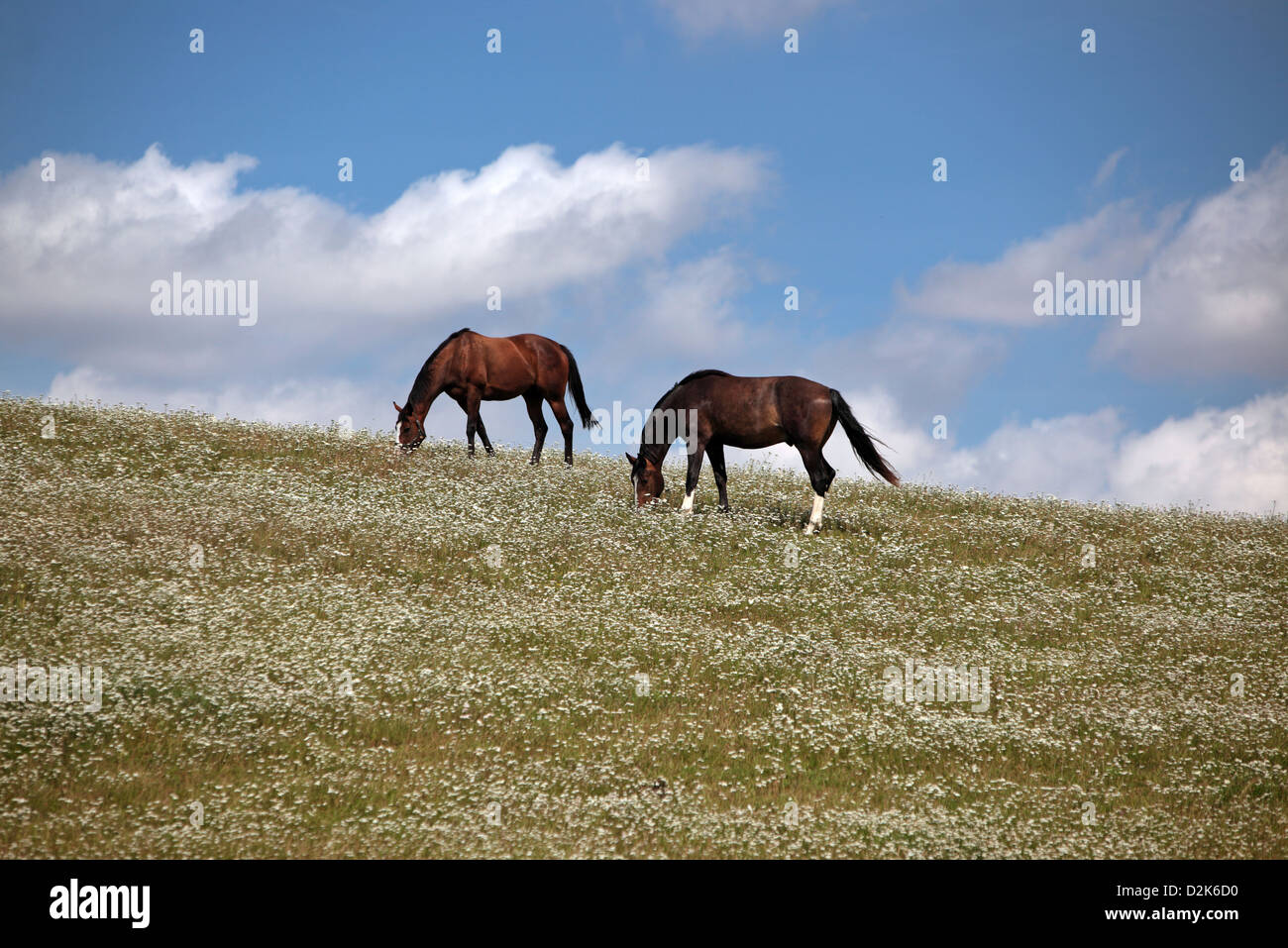 Görlsdorf, Germany, horses grazing in a pasture flourishing Stock Photo