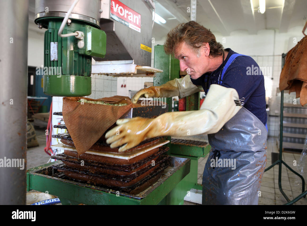 Sieversdorf High-Hofen, Germany, cider - man stacks Tuecher with crushed fruit each other in a juicer Stock Photo