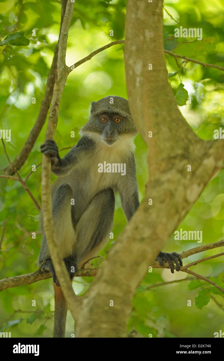 Blue or Diademed monkey (Cercopithecus mitis) staring from a tree in coastal Kenya Stock Photo