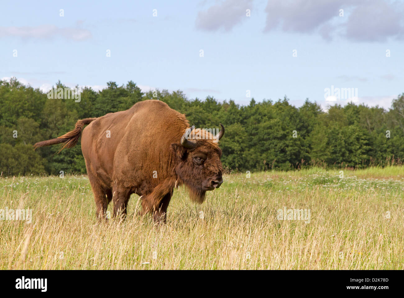 European bison / Bison bonasus Stock Photo Alamy