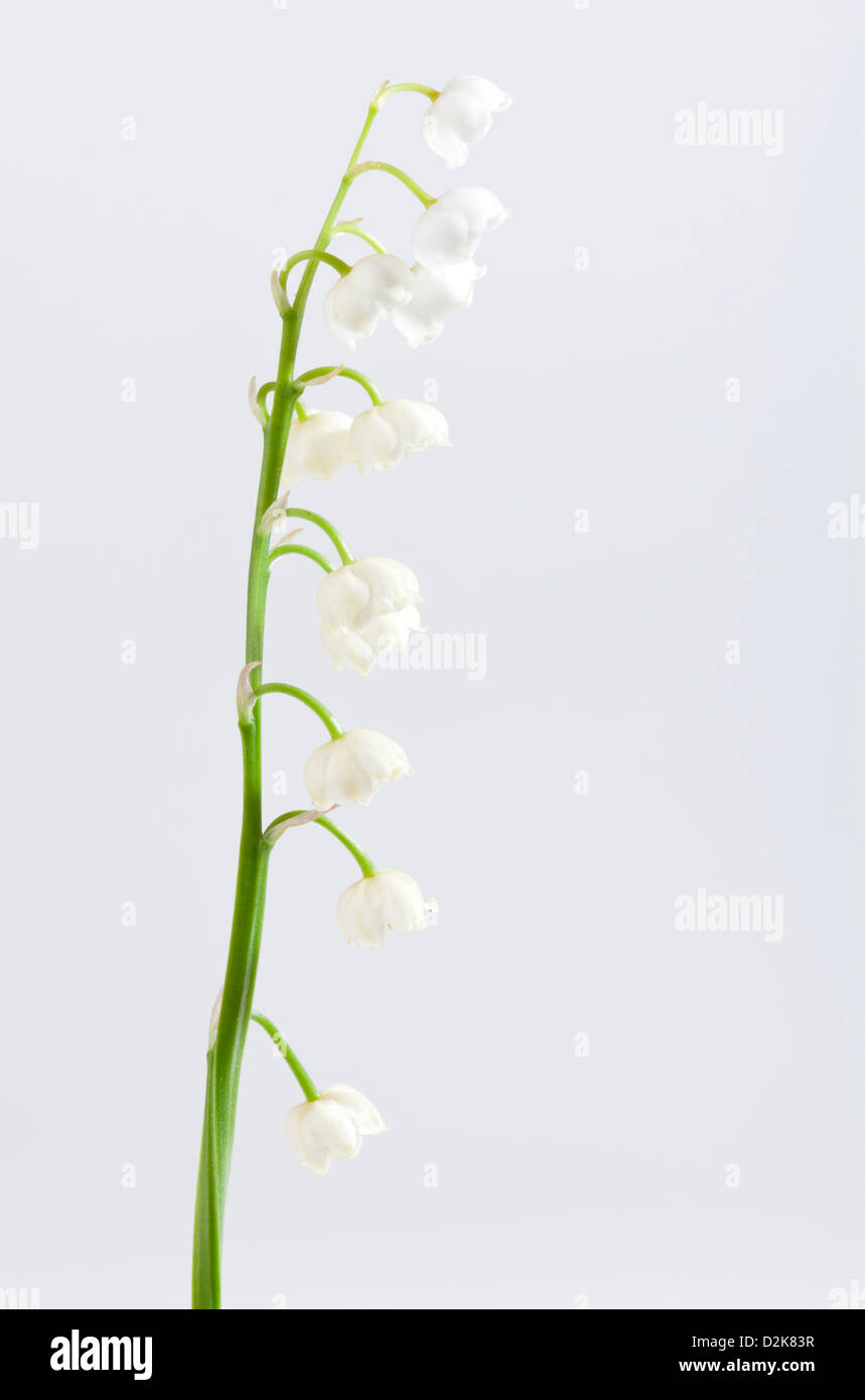 Lily of the valley / Convallaria majalis Stock Photo