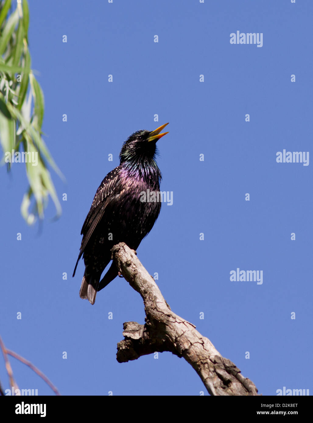 Male Common Starling singing in a dry branch of willow Stock Photo Alamy