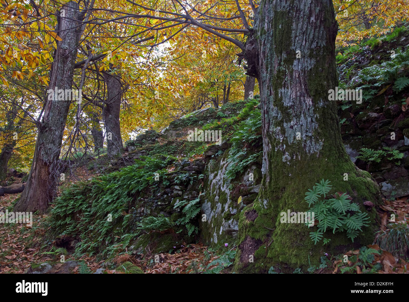 Chestnut grove in autumn Stock Photo