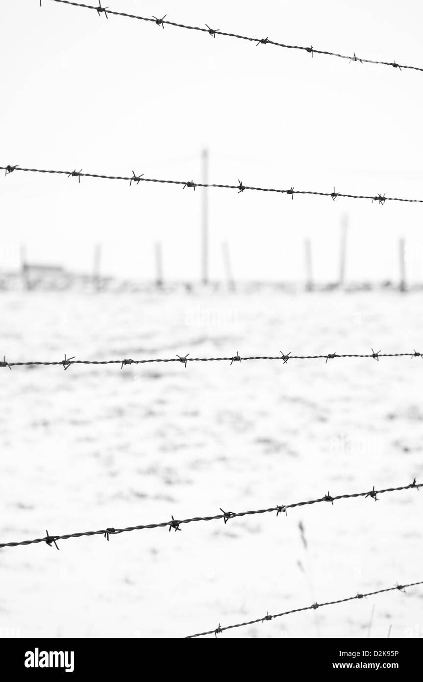 close view of barbed wire on winter country background Stock Photo