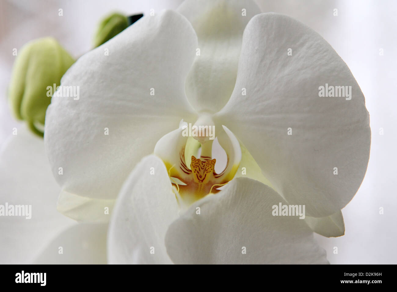 Neuenhagen, Germany, white Orchideenbluete Stock Photo