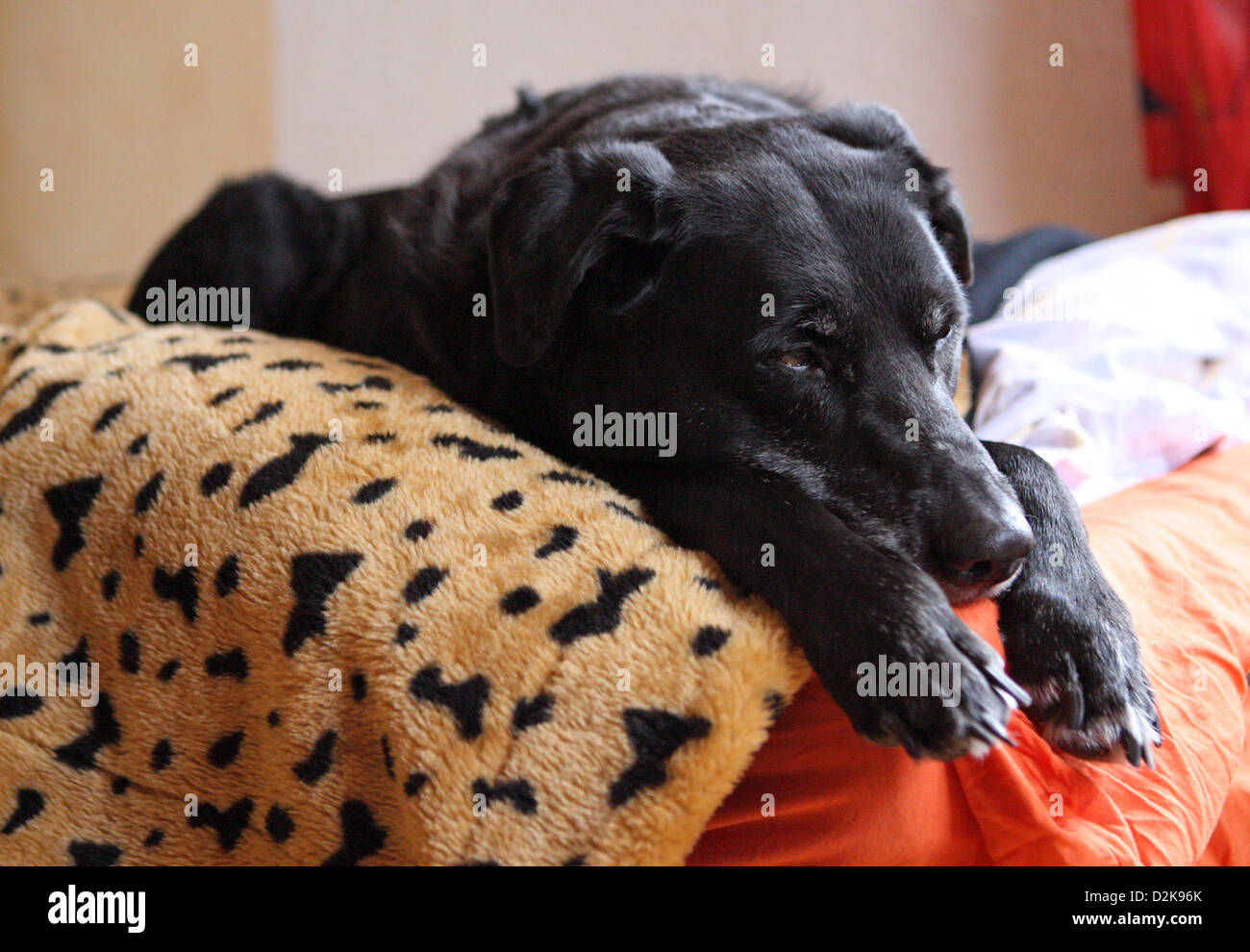 Neuenhagen, Germany, Dog snoring on a bed Stock Photo