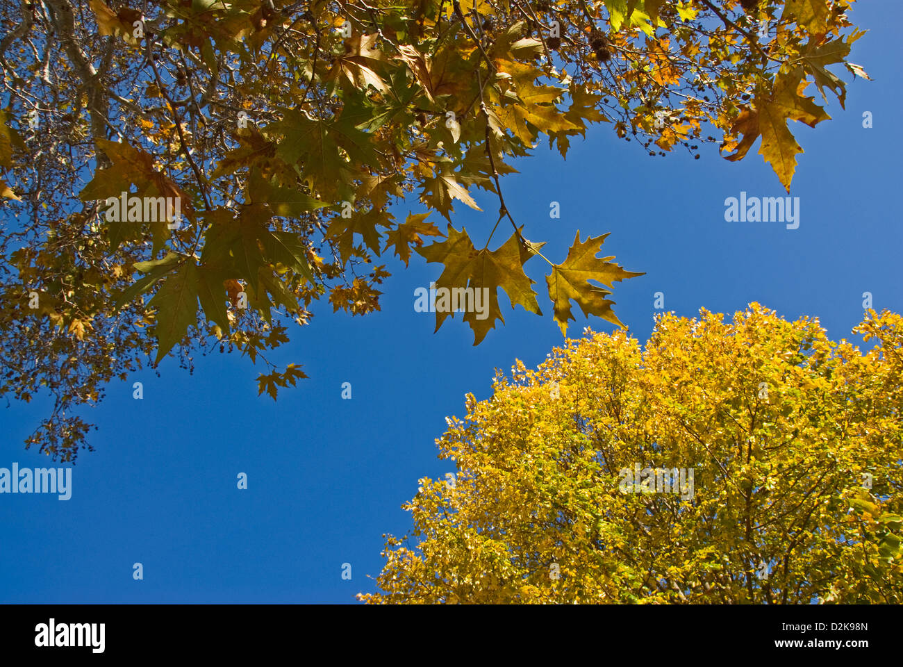 Yellow autumn foliage against blue sky Stock Photo